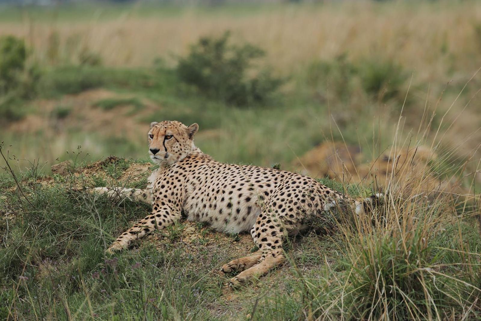 Nambiti Plains Lodge Ladysmith Kültér fotó