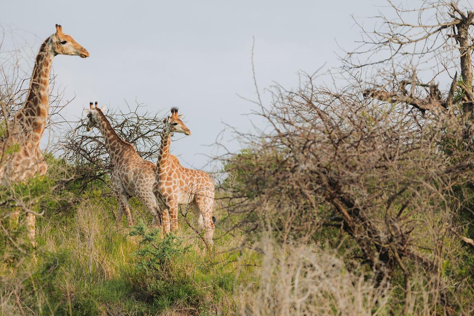 Nambiti Plains Lodge Ladysmith Kültér fotó
