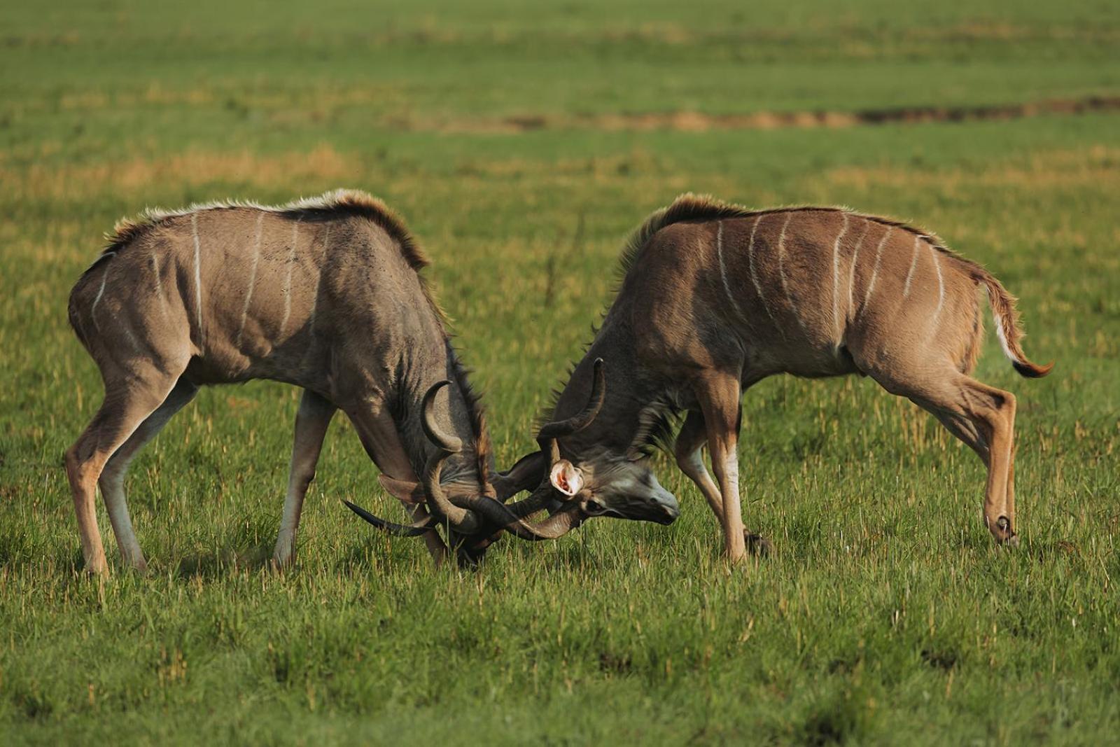 Nambiti Plains Lodge Ladysmith Kültér fotó