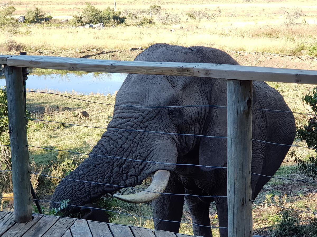 Nambiti Plains Lodge Ladysmith Kültér fotó